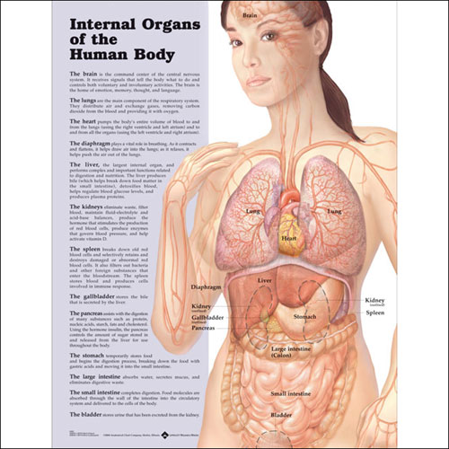 Расположение органов у человека (фото). Внутренние органы человека: схема расположения