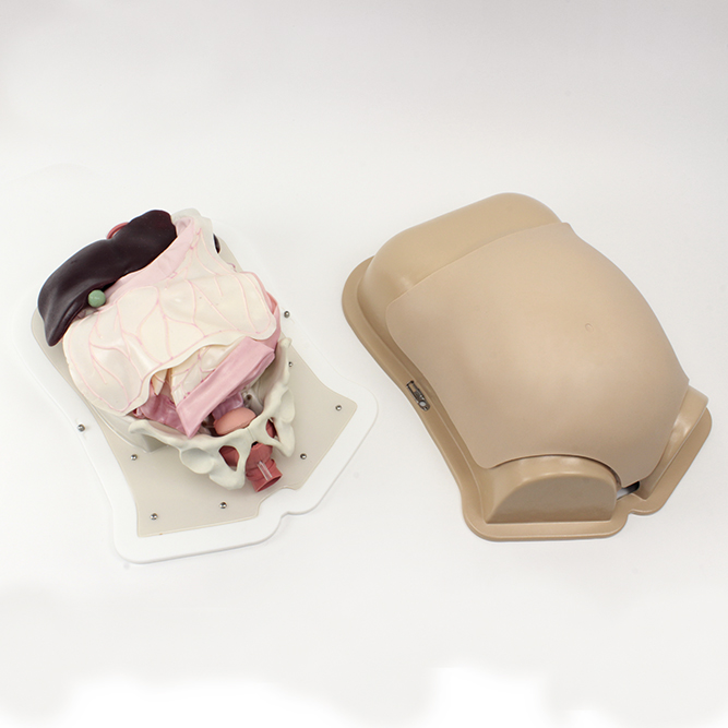 Тренажер для абдоминальной хирургии (Compact Abdominal Surgery Trainer)
