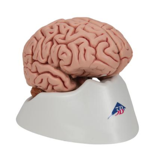 Классическая модель мозга, 5 частей