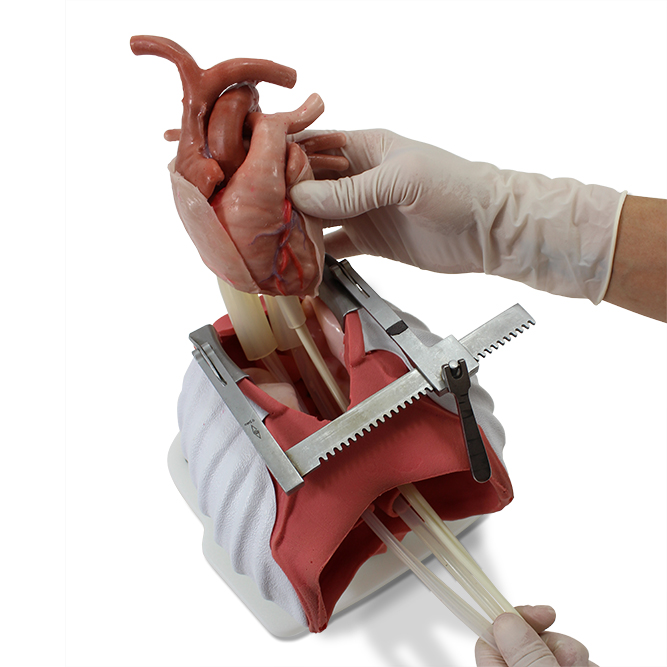 Тренажер для кардиоторакальной практики Surgical Sam — изображение 2