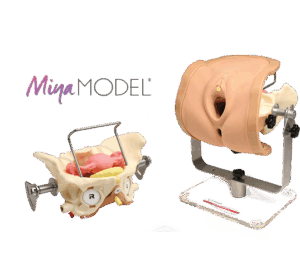 Анатомическая модель женского таза Miya Model для отработки хирургических навыков