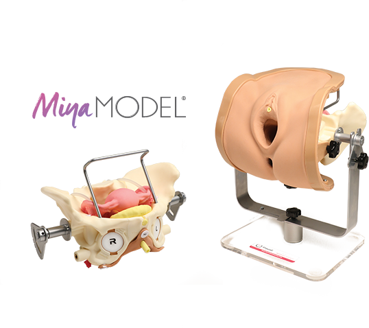 Анатомическая модель женского таза Miya Model для отработки хирургических навыков