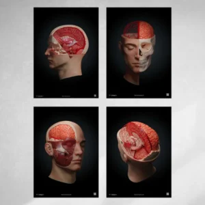 Коллекция из четырех анатомических 3D-плакатов, оснащенных системой дополненной реальности, AnatomyARt