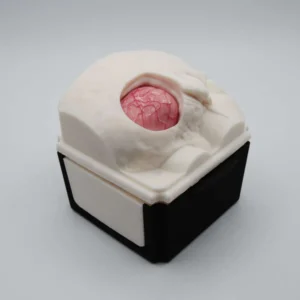 Усовершенствованный реалистичный нейрохирургический тренажер RetrosigmoidBox