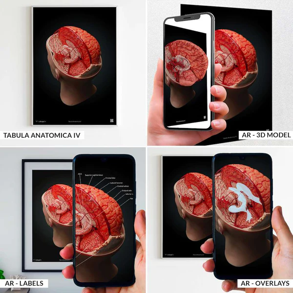 Коллекция из четырех анатомических 3D-плакатов, оснащенных системой дополненной реальности, AnatomyARt — изображение 3